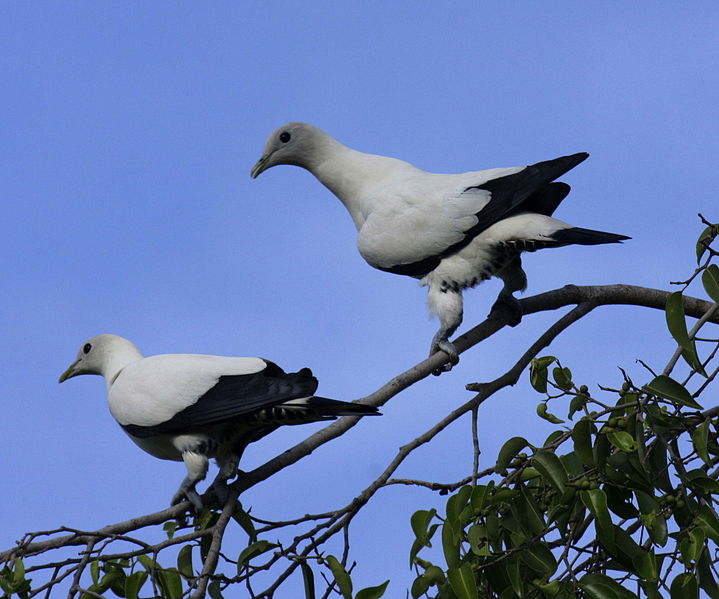 Ducula spilorrhoa