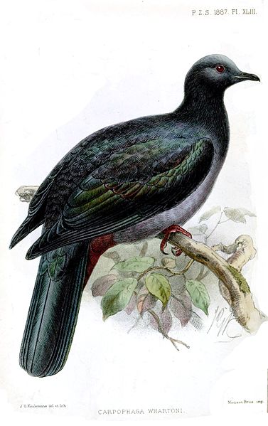 Ducula whartoni