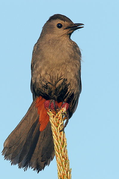 Dumetella carolinensis