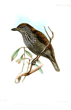 Dysithamnus leucostictus
