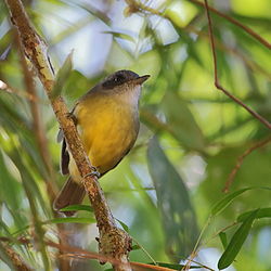 Dysithamnus mentalis