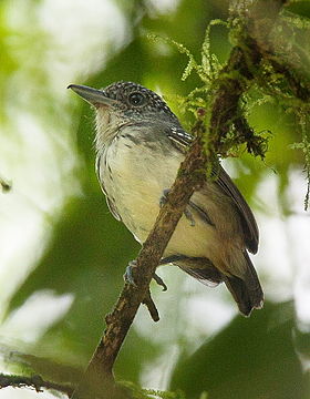 Dysithamnus puncticeps