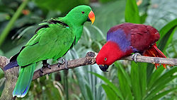 Eclectus roratus
