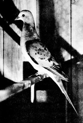Ectopistes migratorius