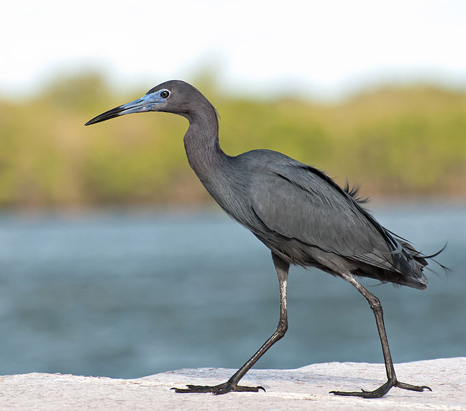 Egretta caerulea