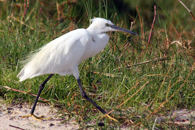 Egretta garzetta