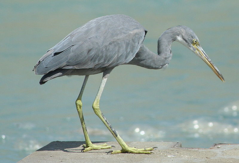 Egretta gularis