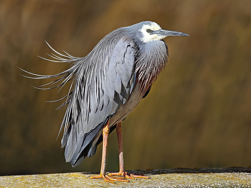 Egretta novaehollandiae