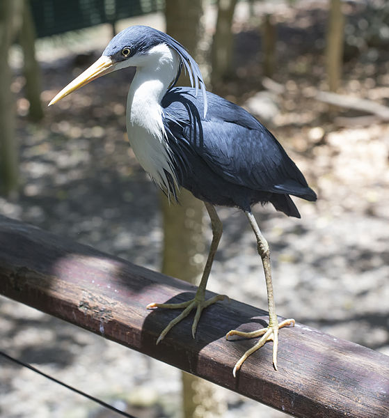Egretta picata