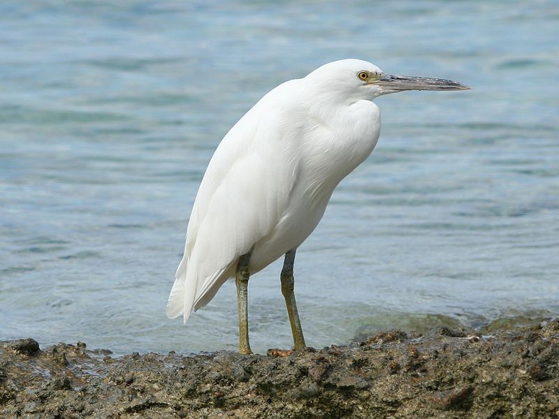Egretta sacra