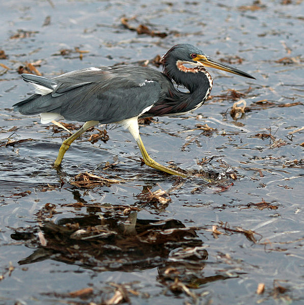 Egretta tricolor
