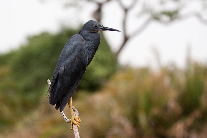 Egretta vinaceigula