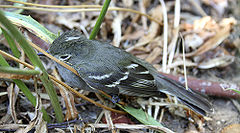 Elaenia albiceps