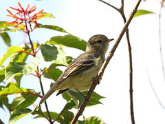 Elaenia chiriquensis
