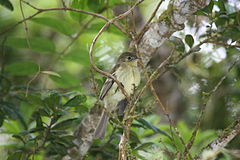 Elaenia fallax