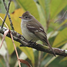 Elaenia flavogaster