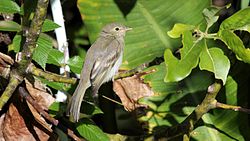 Elaenia frantzii