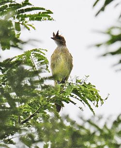Elaenia gigas