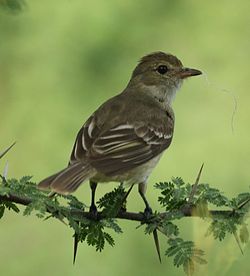 Elaenia martinica