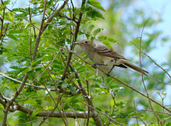 Elaenia mesoleuca