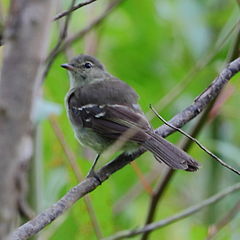 Elaenia obscura