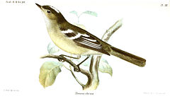 Elaenia pallatangae
