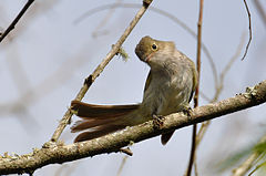Elaenia parvirostris