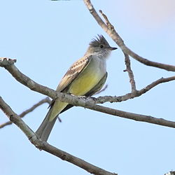 Elaenia spectabilis