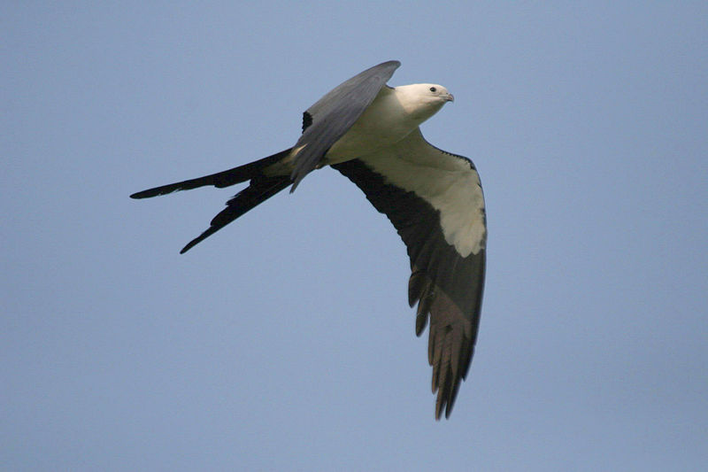 Elanoides forficatus