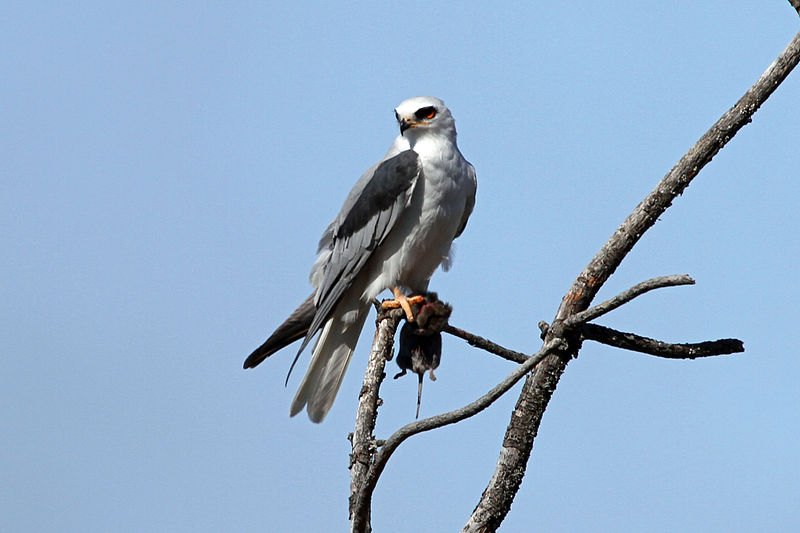 Elanus leucurus