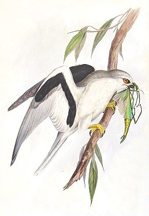 Elanus scriptus
