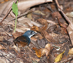 Eleoscytalopus indigoticus