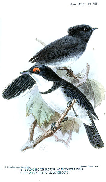 Elminia albonotata