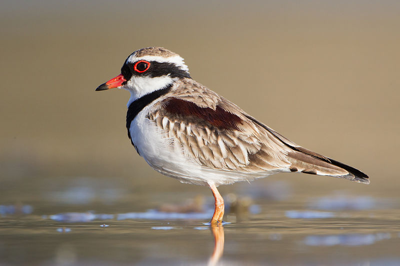 Elseyornis melanops