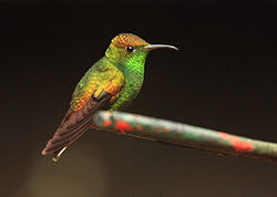 Elvira cupreiceps