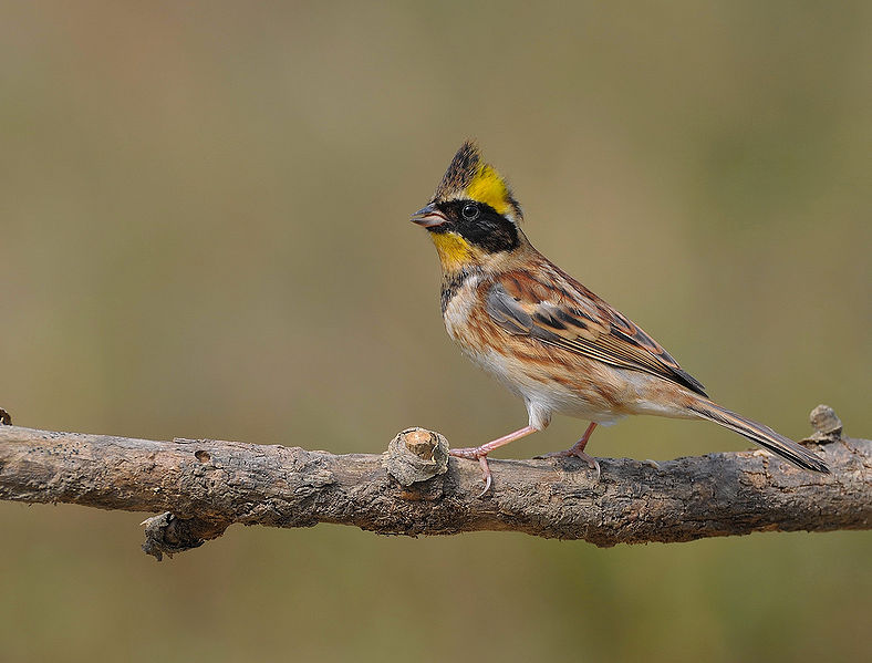 Emberiza aureola