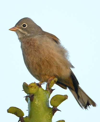 Emberiza buchanani