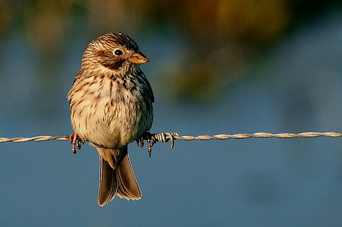 Emberiza calandra