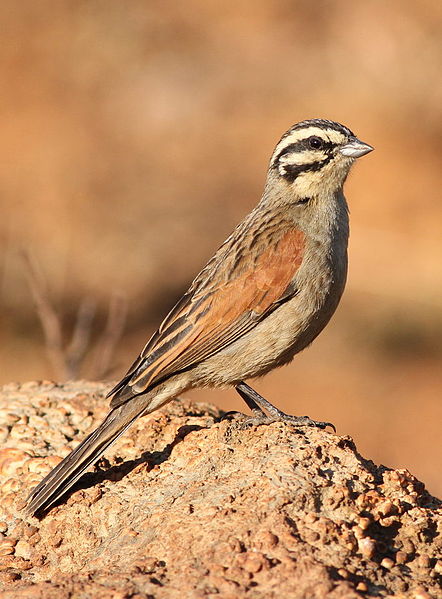 Emberiza capensis