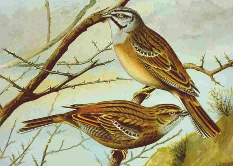 Emberiza cia