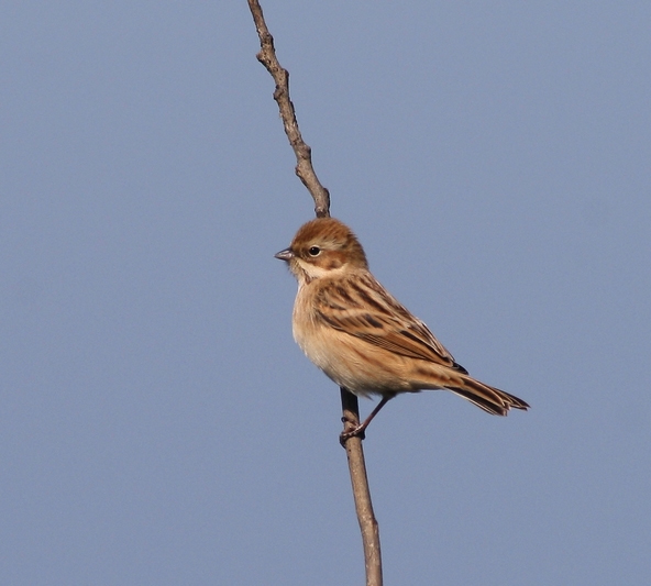 Emberiza pallasi