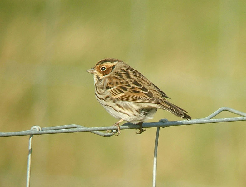 Emberiza pusilla