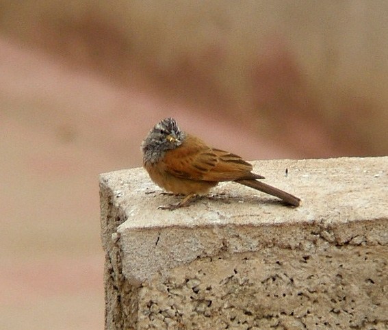 Emberiza sahari