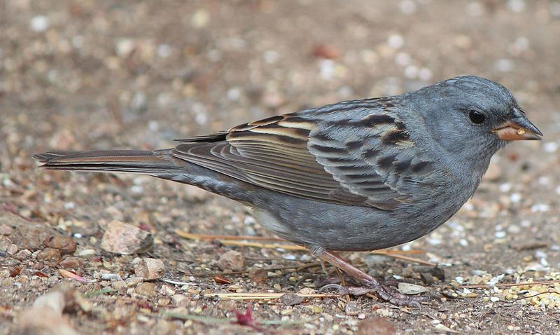 Emberiza variabilis