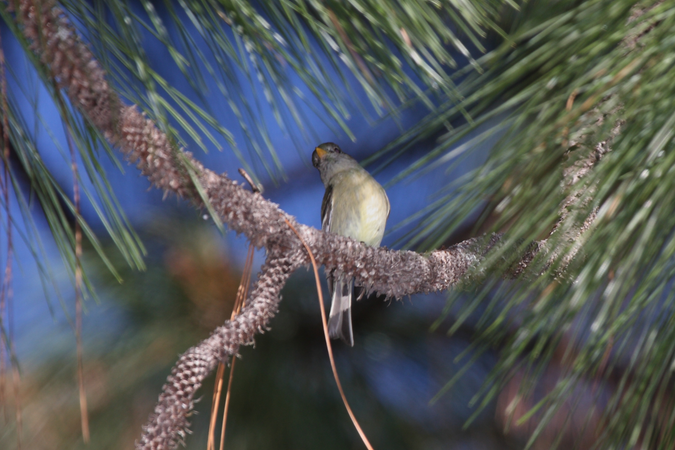 Empidonax affinis