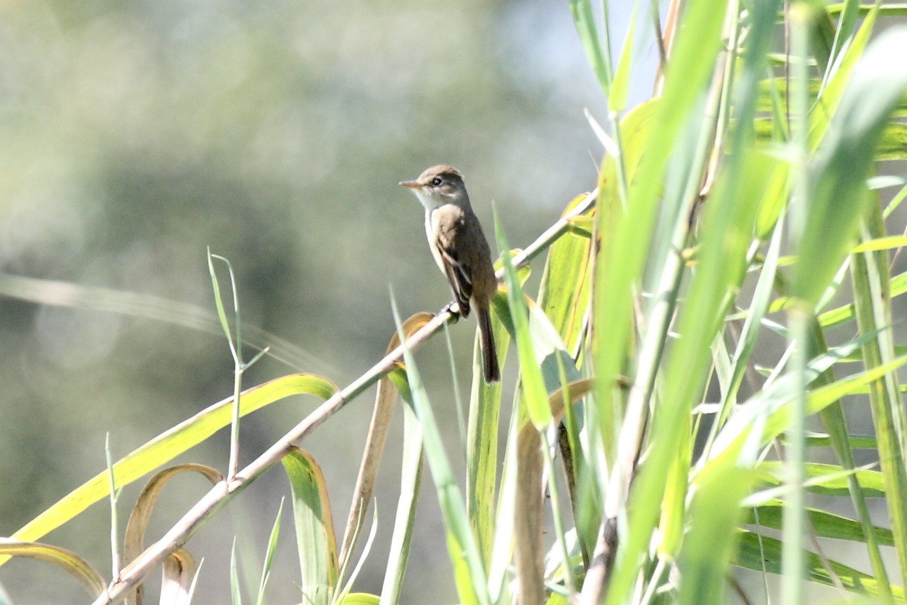 Empidonax albigularis