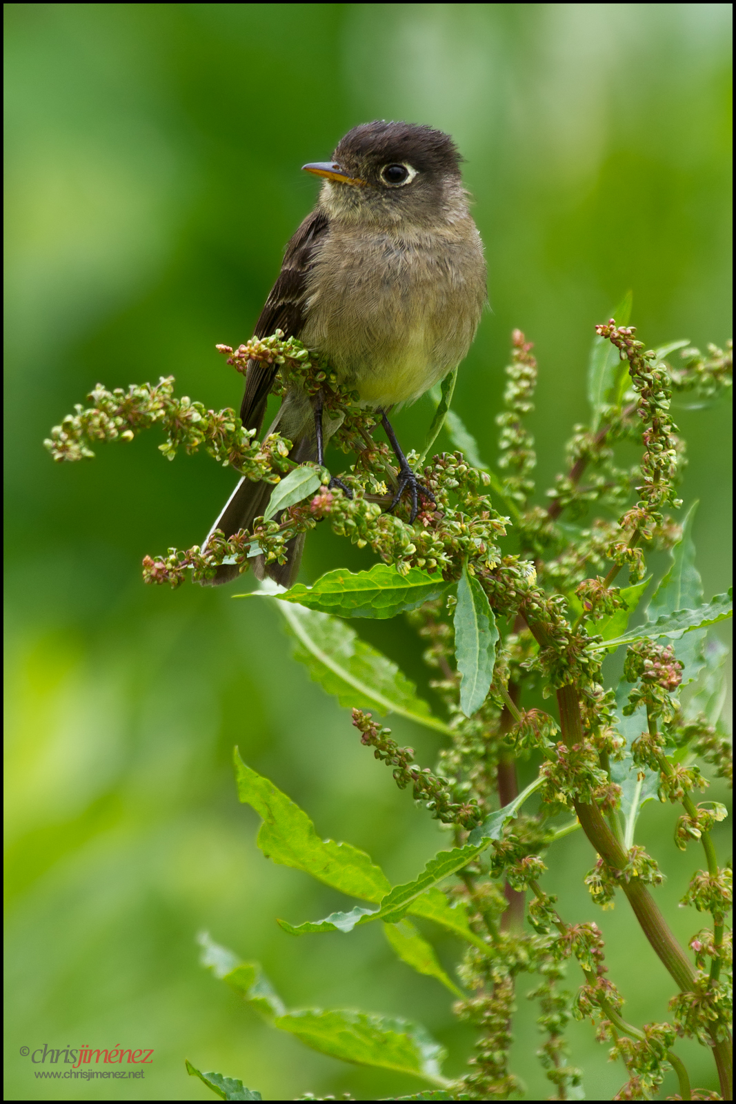 Empidonax atriceps