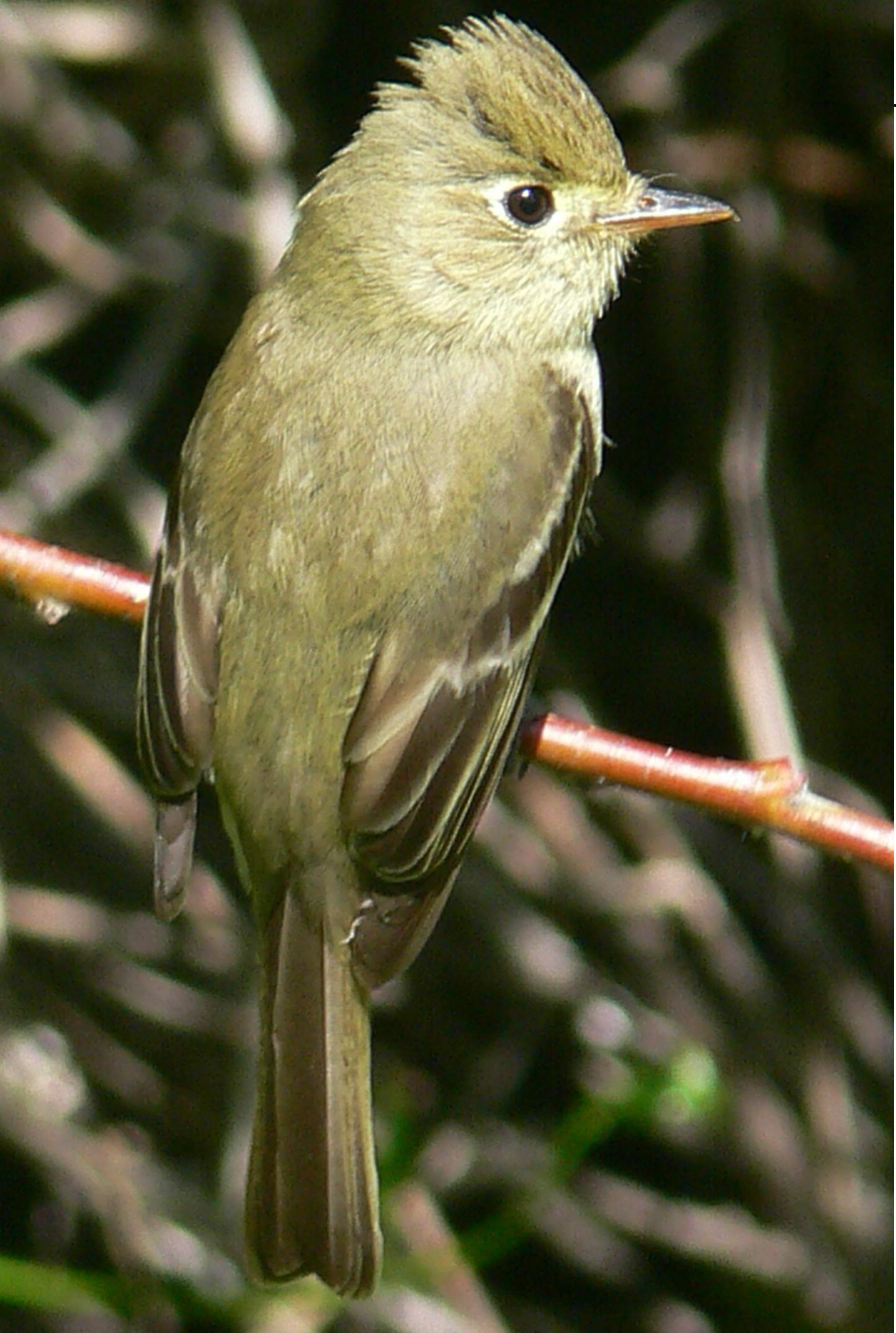 Empidonax difficilis