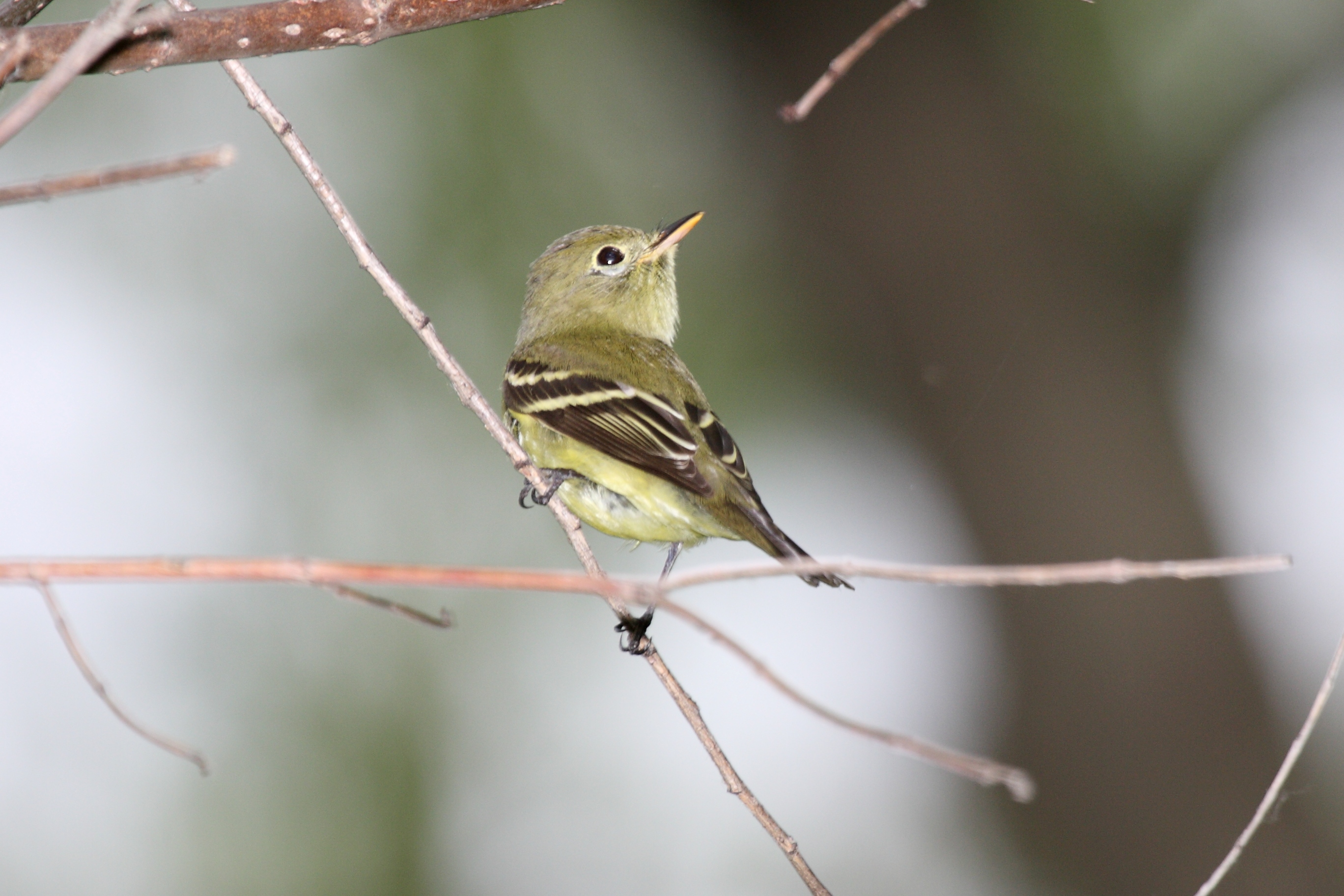 Empidonax flaviventris