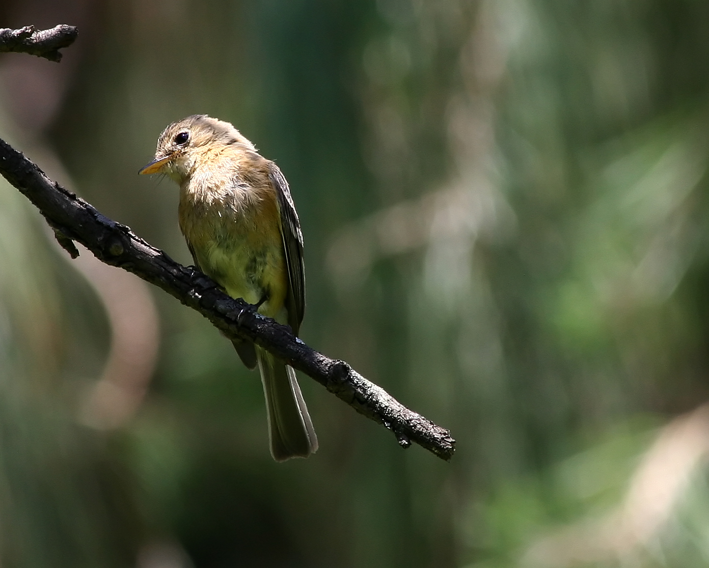 Empidonax fulvifrons